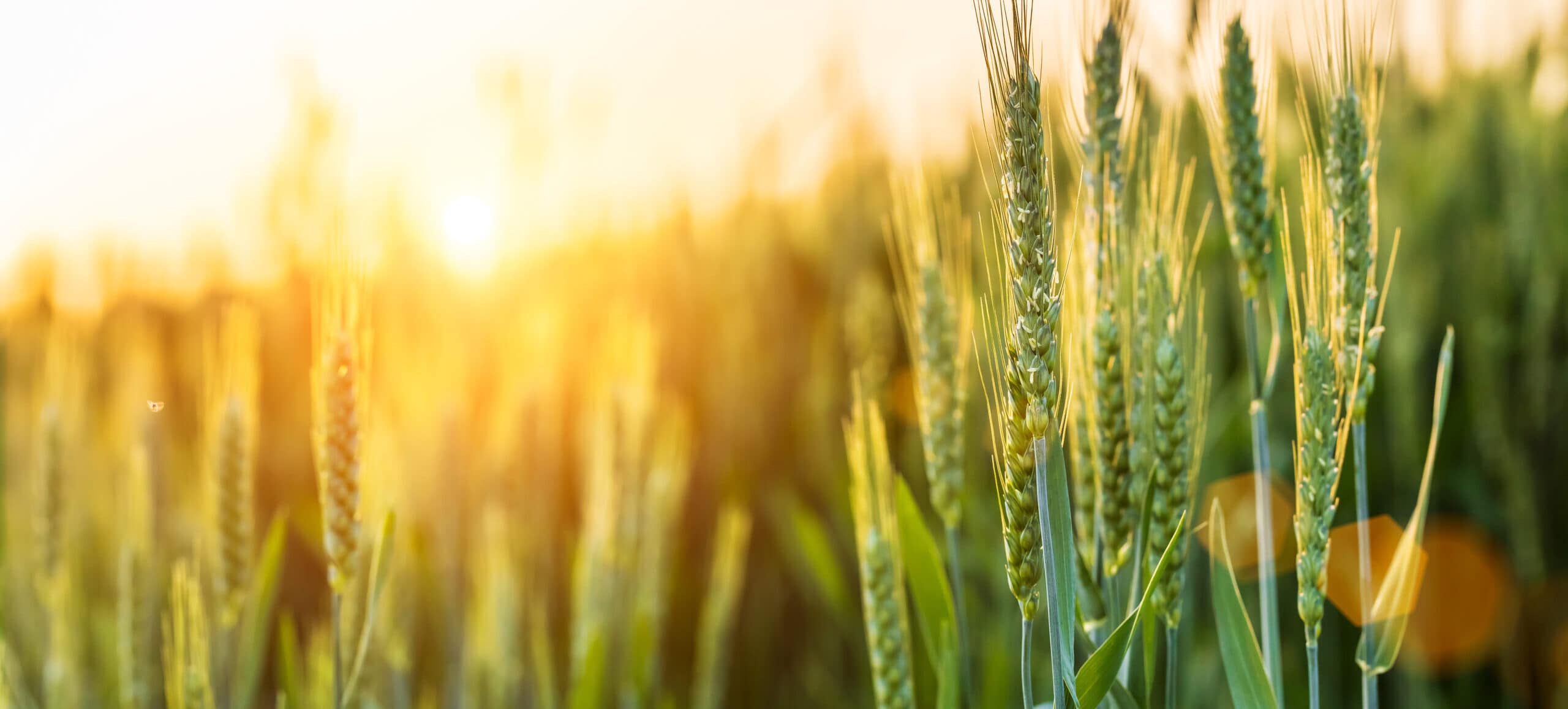 Macro close up of fresh ears of young green wheat in spring fiel