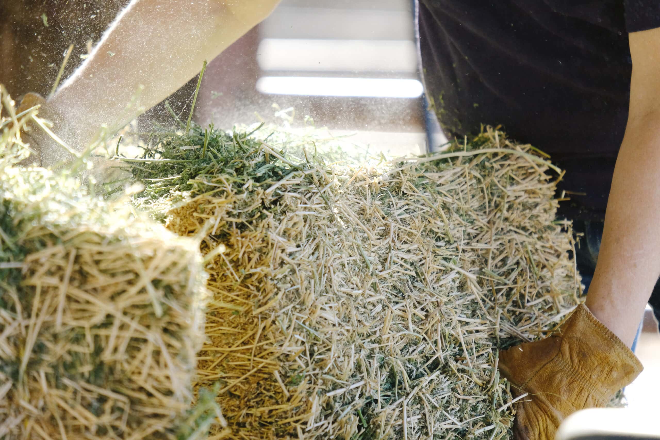 Alfalfa hay being fed during farm chores, shows woman working ra