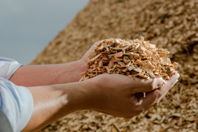Hands holding wooden chips from eucalyptus trees as fuel for cle