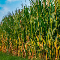 Maispflanzen